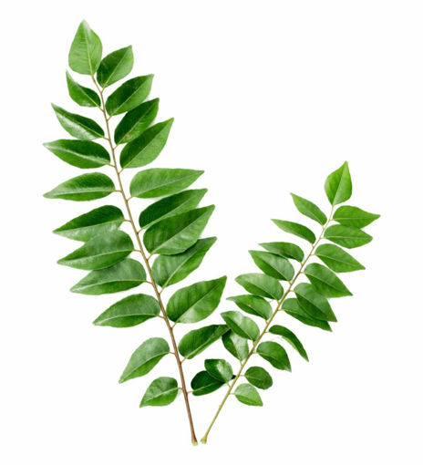 Picture of Curry Leaves (1 Bunch £0.99 / 2 Bunches £1.95)